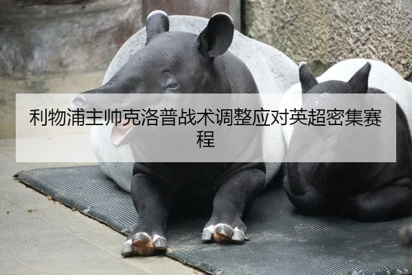 利物浦主帅克洛普战术调整应对英超密集赛程
